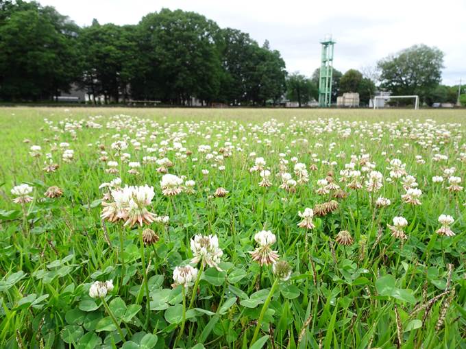 バンガローのAタイプ