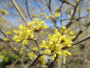 サンシュユの花