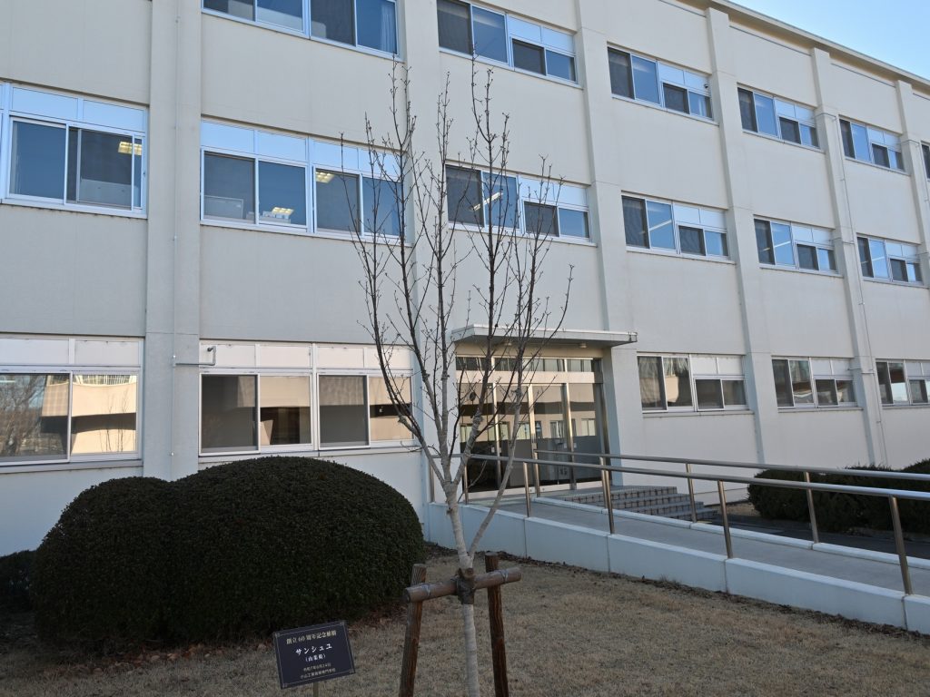 つぼみがほころび始めたサンシュユの木