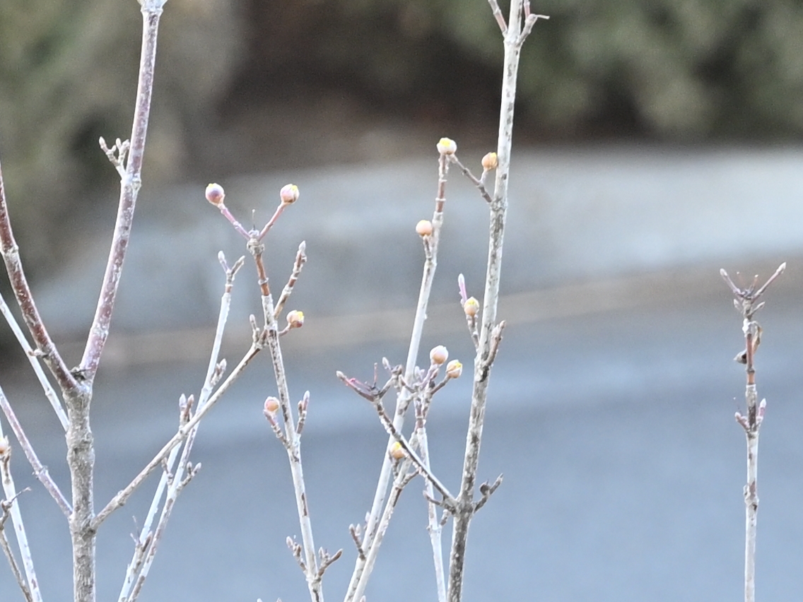まもなく開花の時を迎えます