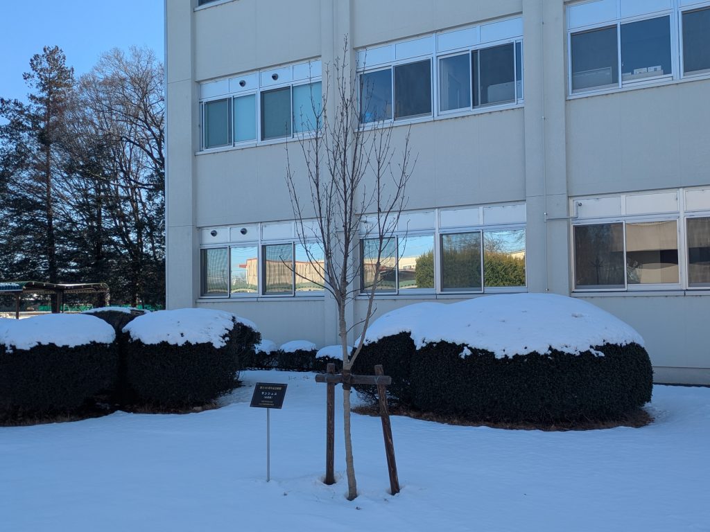 雪の日のサンシュユ