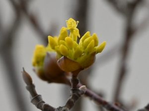 開花したサンシュユ