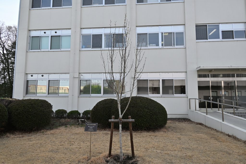 サンシュユ(令和8年3月2日撮影)