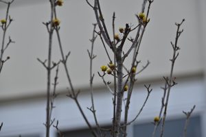 つぼみも増えてきました