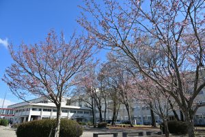 4月2日（木）のオモイガワザクラ