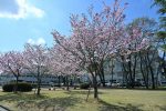 満開のオモイガワザクラ（思川桜）
