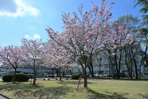 満開のオモイガワザクラ（思川桜）