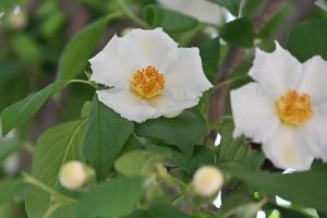 一日花ですが多くの花を咲かせます