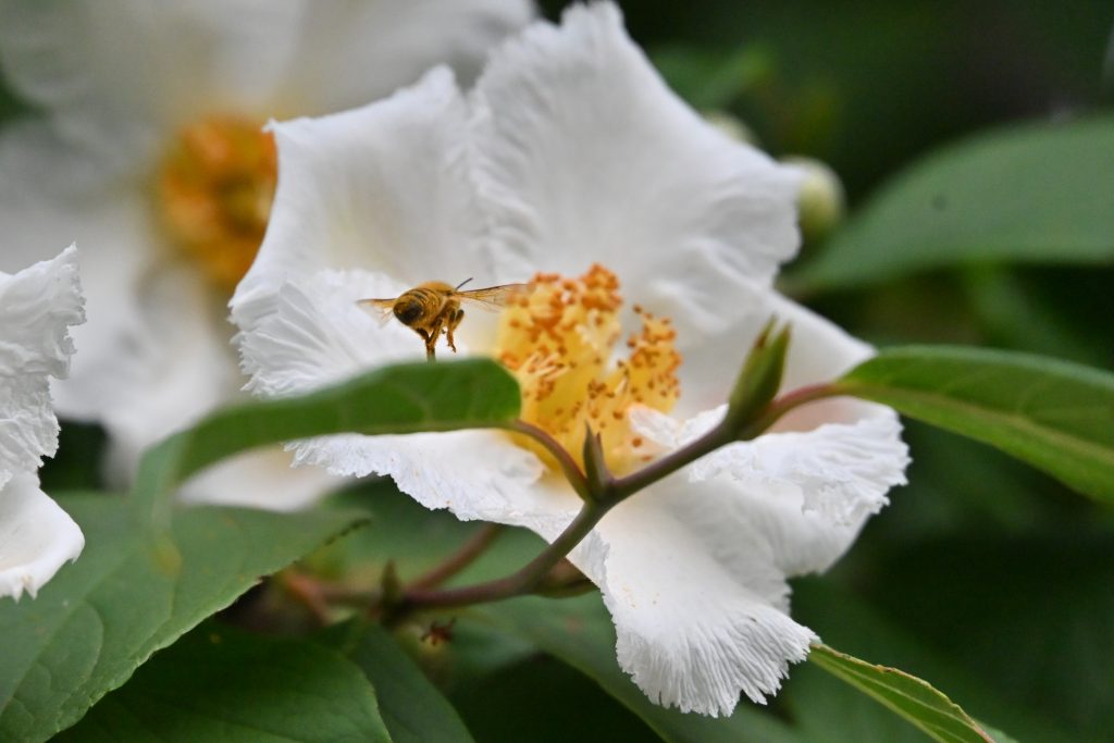 花にはミツバチ等もやってきます