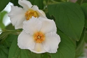 ナツツバキの花