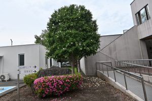 図書情報センター前のナツツバキ